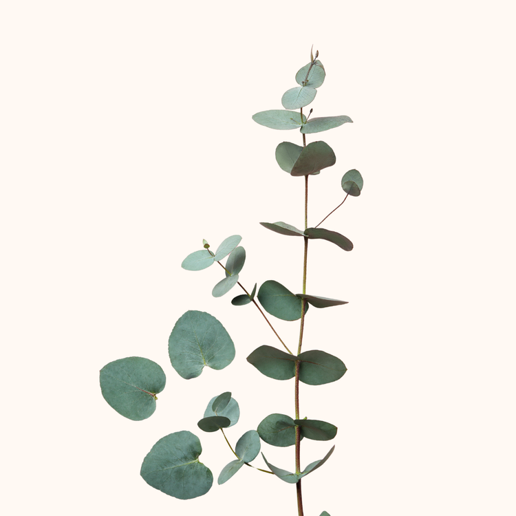 Eucalipto gunnii