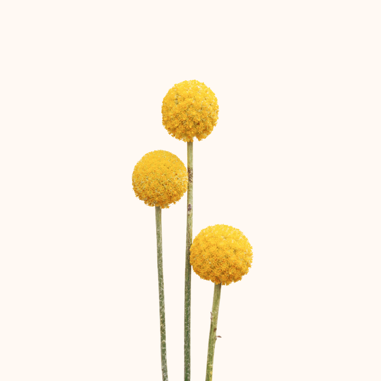 Craspedias