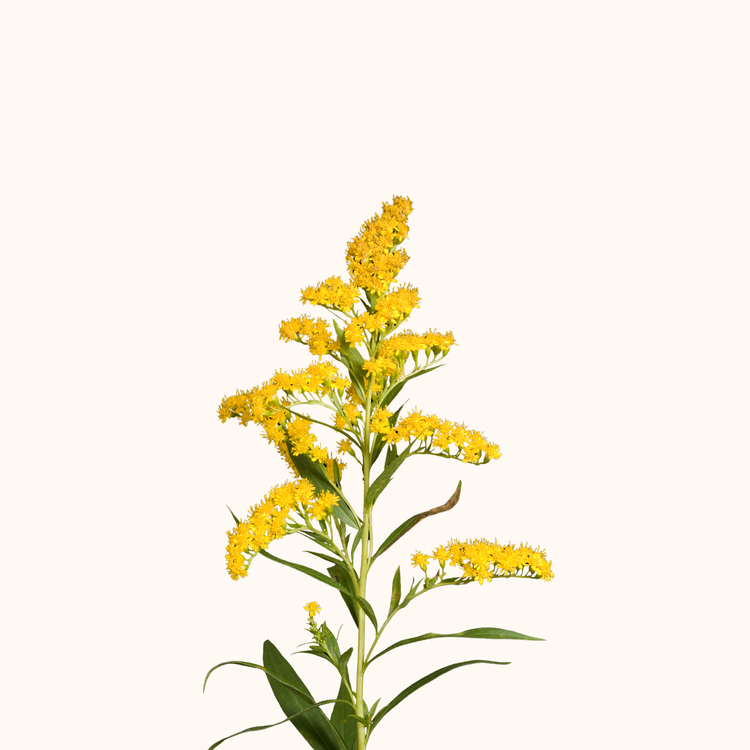 Solidago