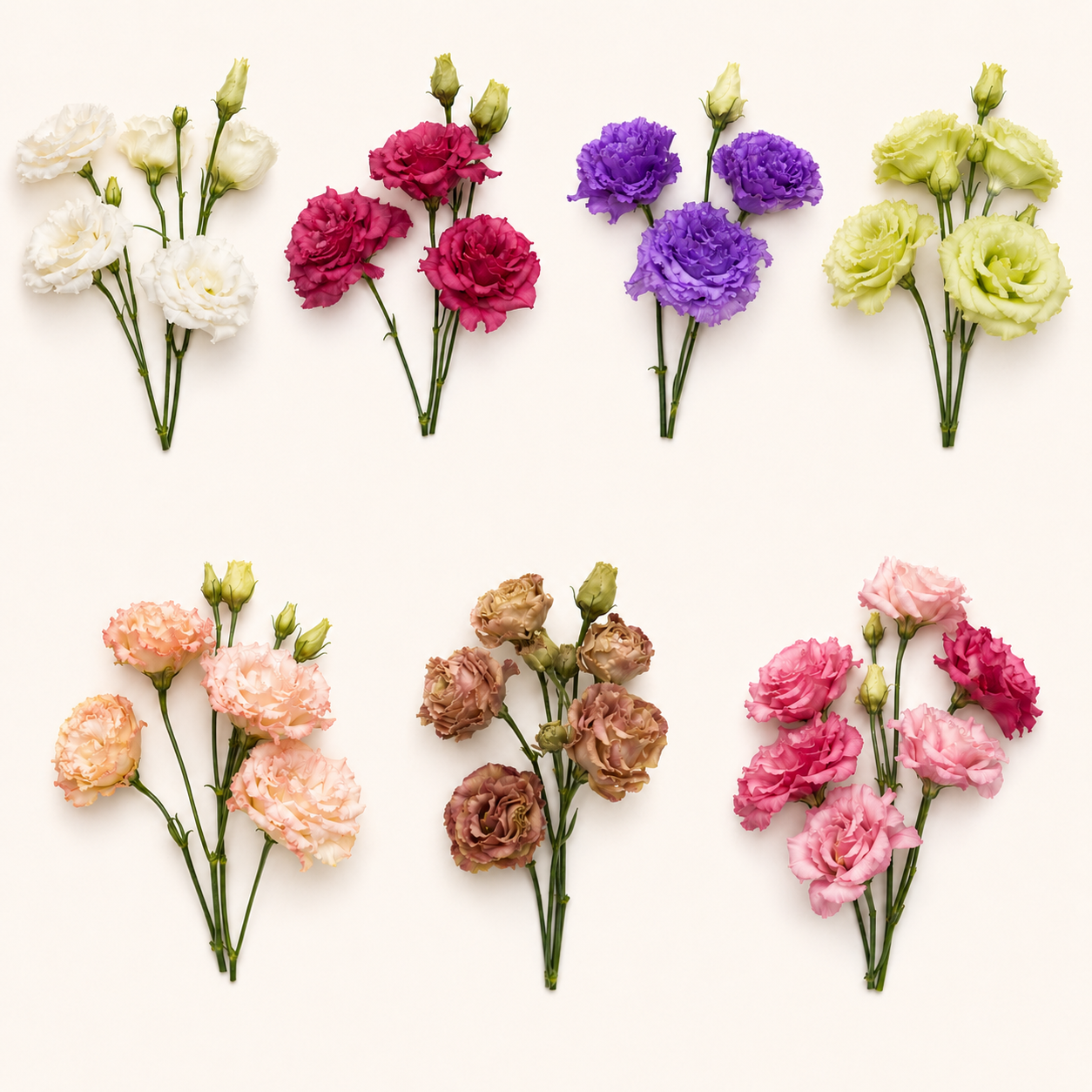 Lisianthus-colores.png