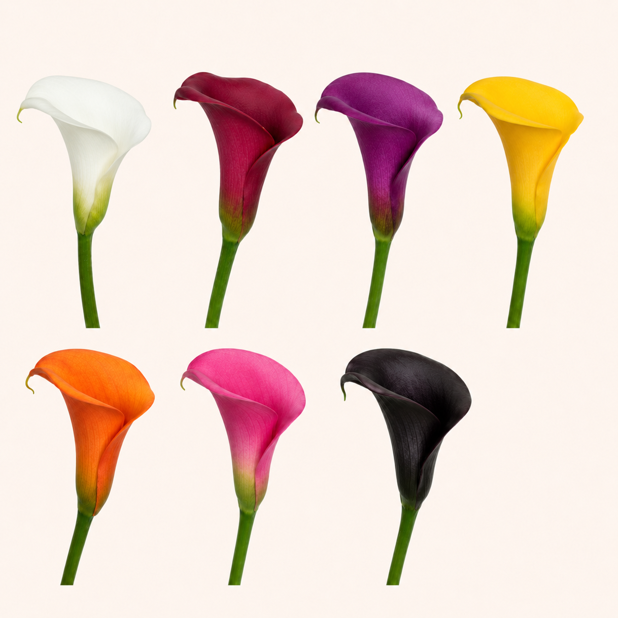 Calla lily-colores.png