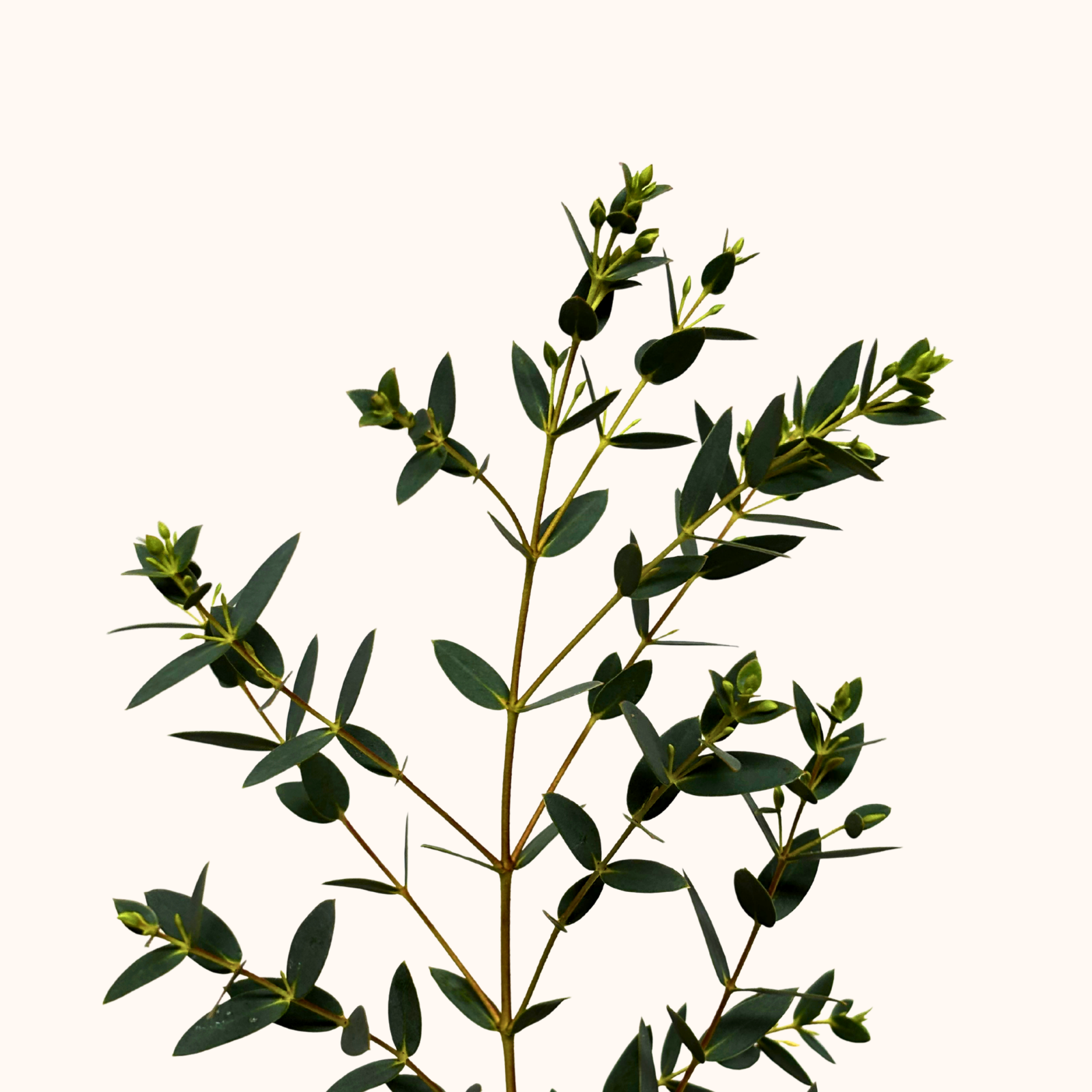 Eucalipto parvifolia.png