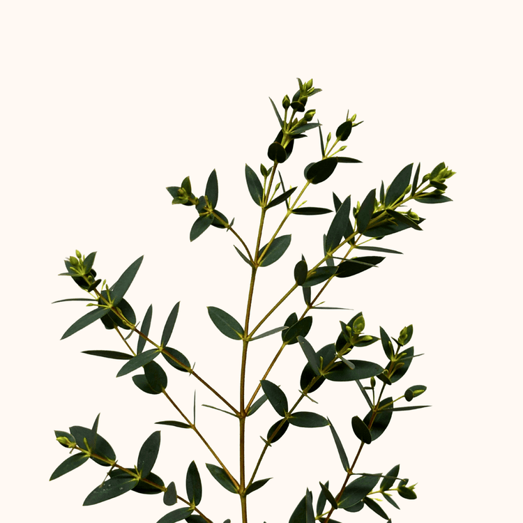Eucalipto parvifolia