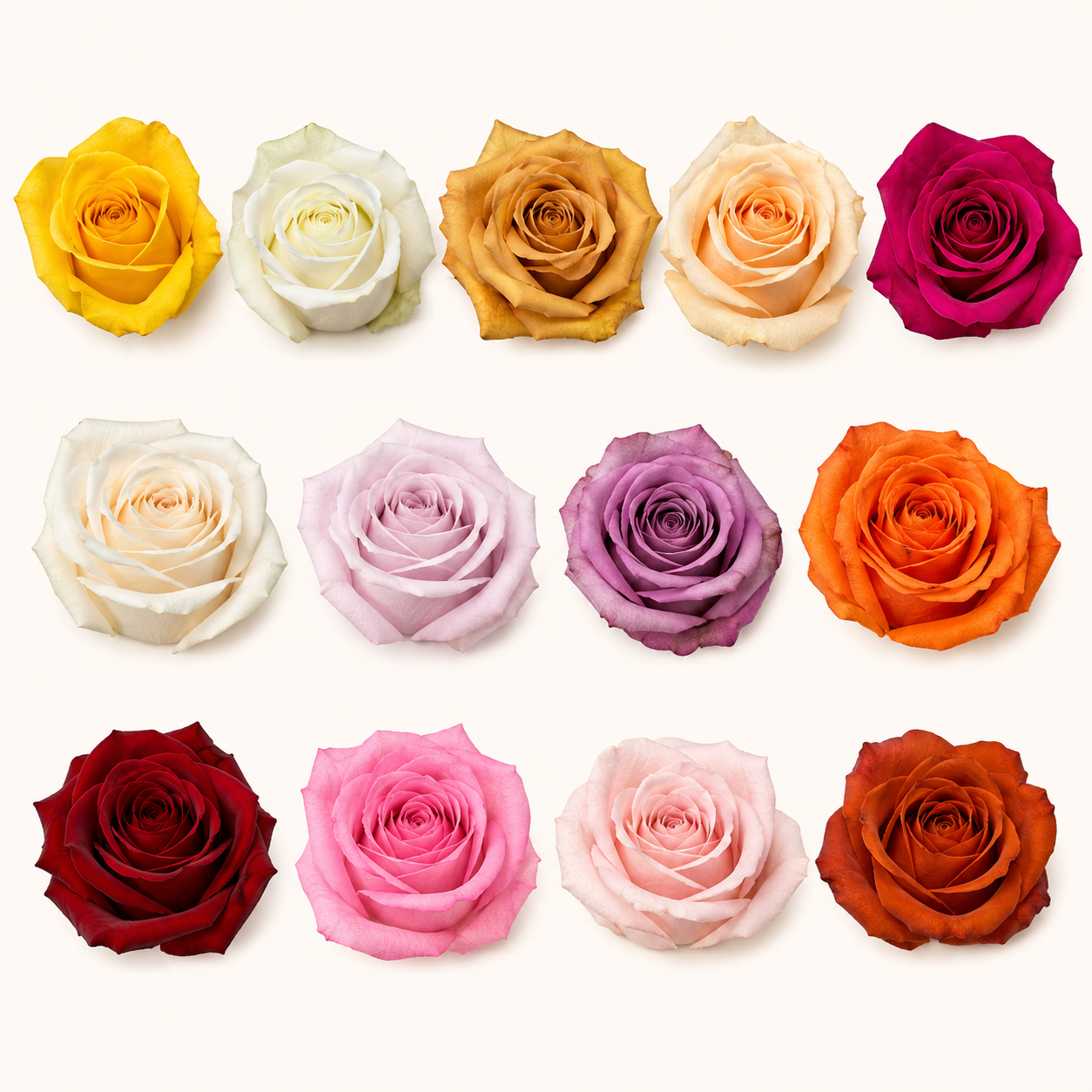 Rosa-colores.png