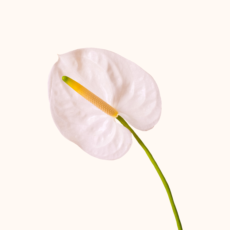 Anturio