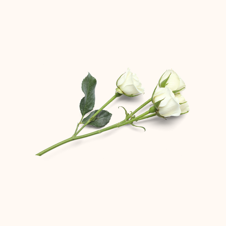 Mini rosas