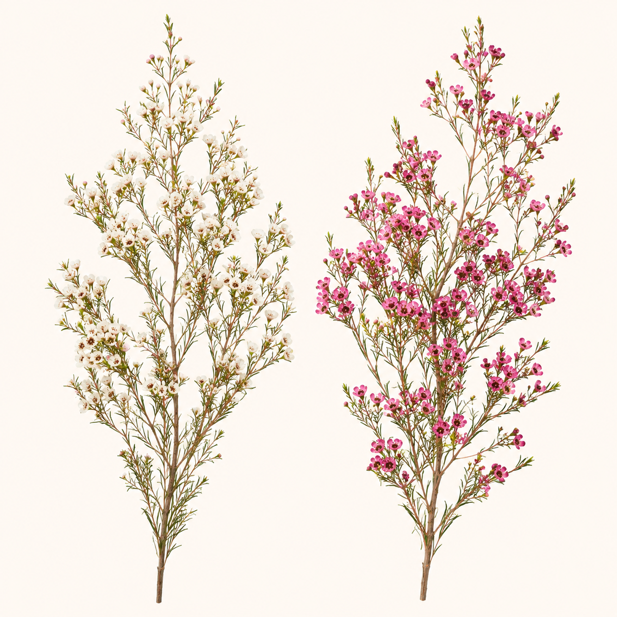 Wax flower-colores.png