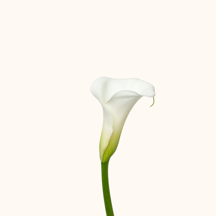 Calla lily