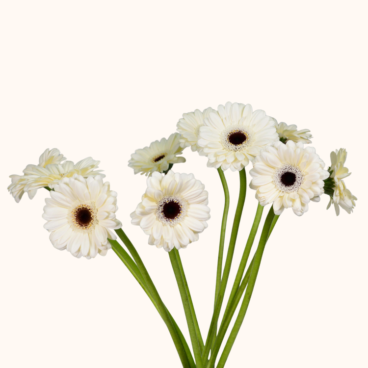 Mini gerberas