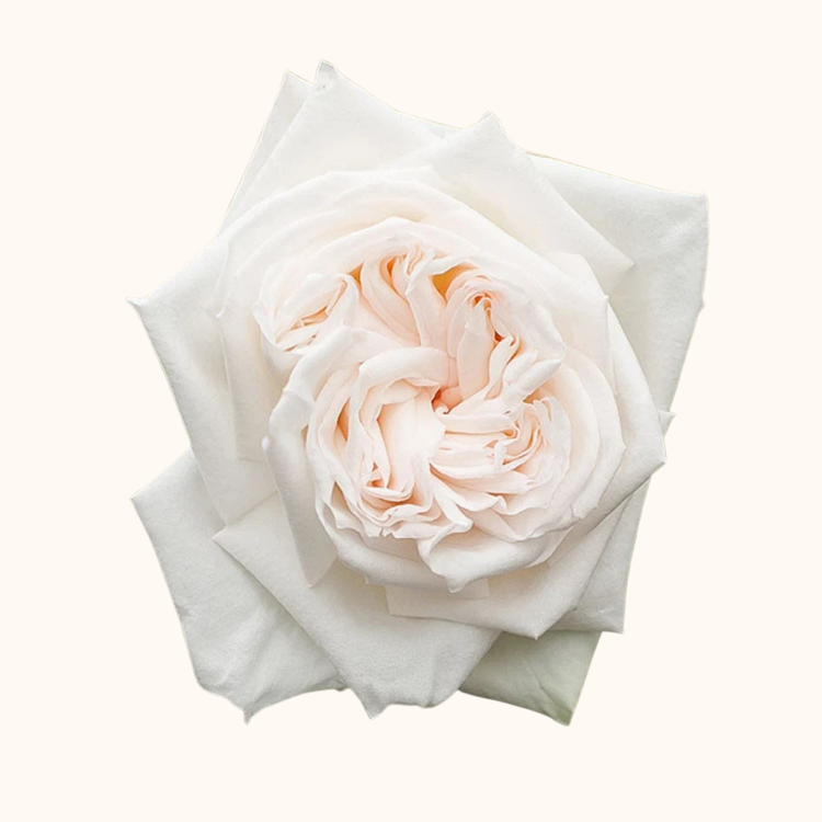 Rosa inglesa