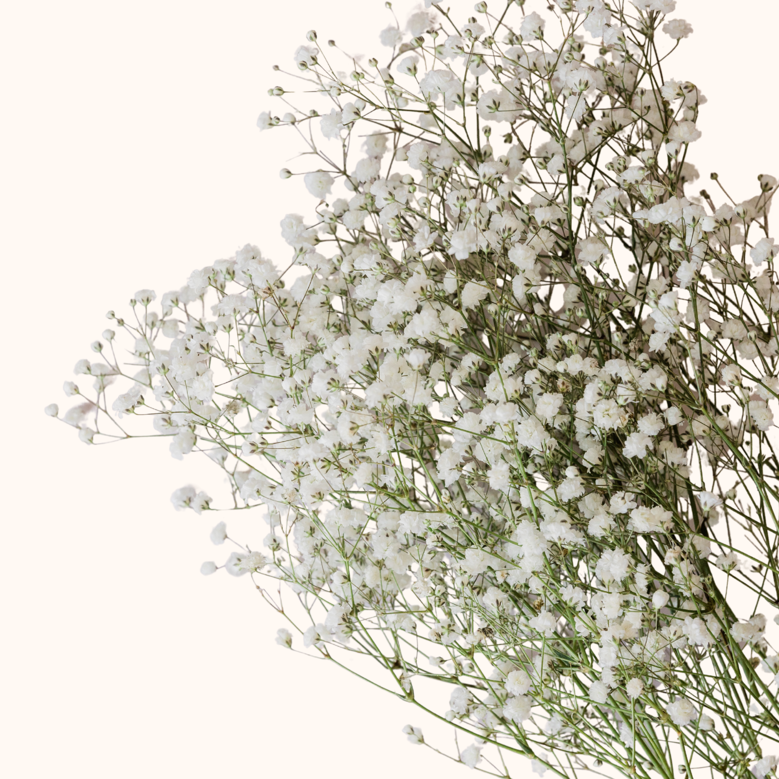 baby's breath.png