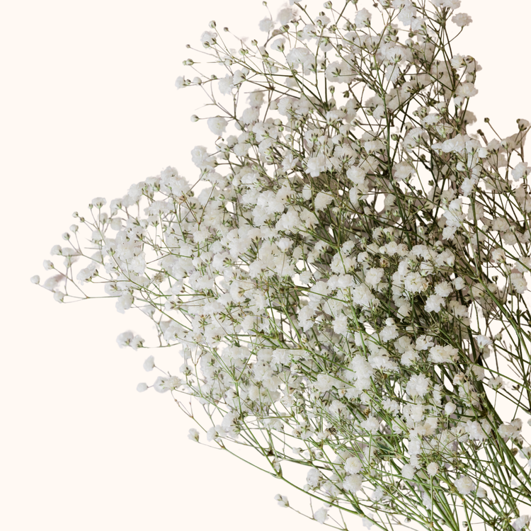 Baby's breath