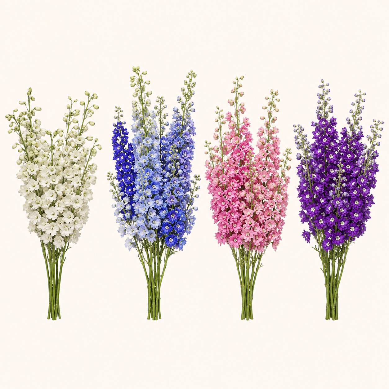 Delphinium-colores.png
