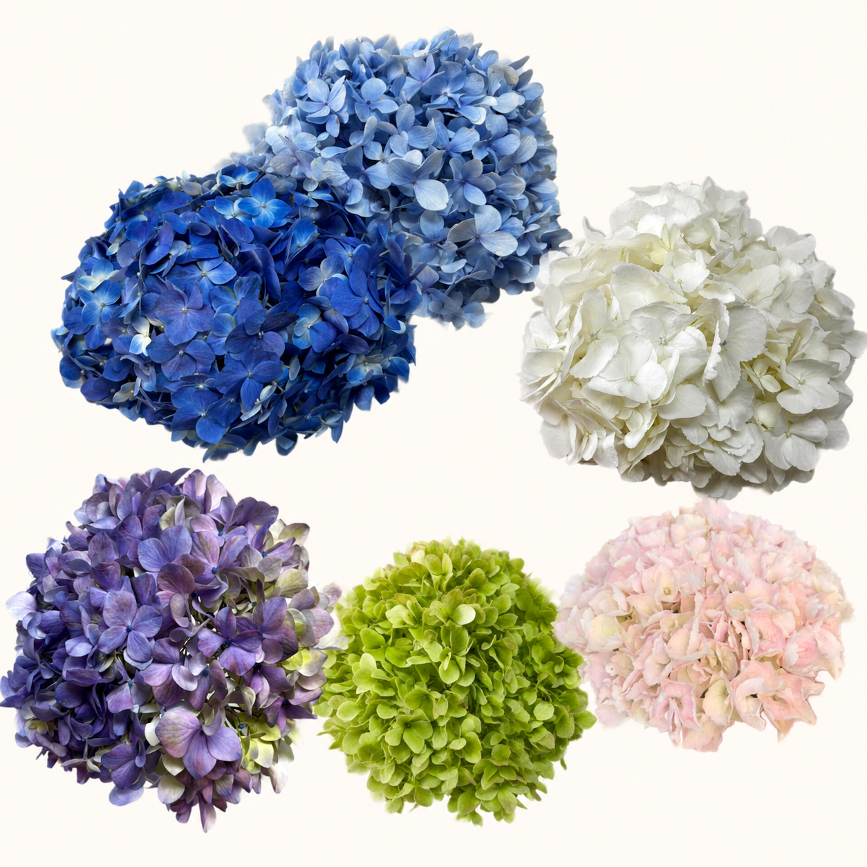 Hortensia-colores.png