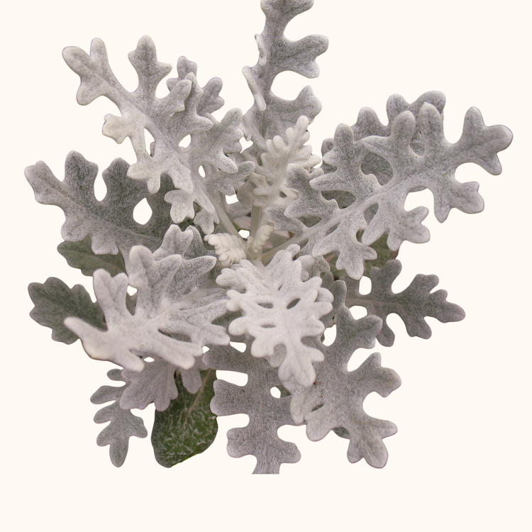Dusty miller