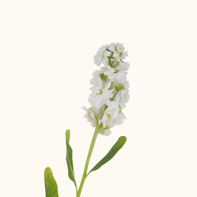Matthiola