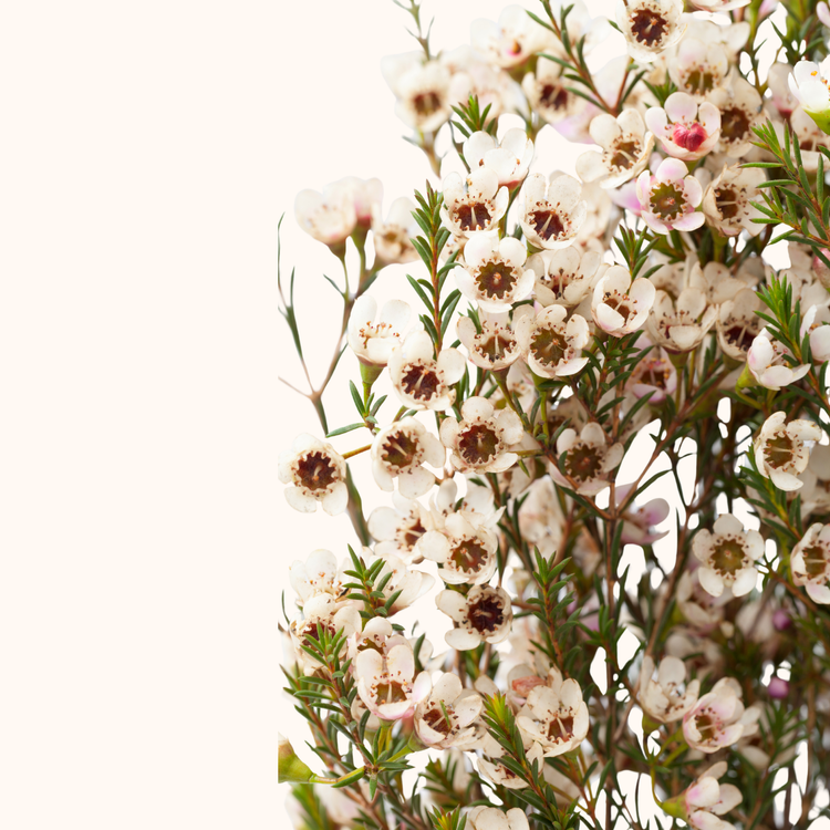 Wax flower
