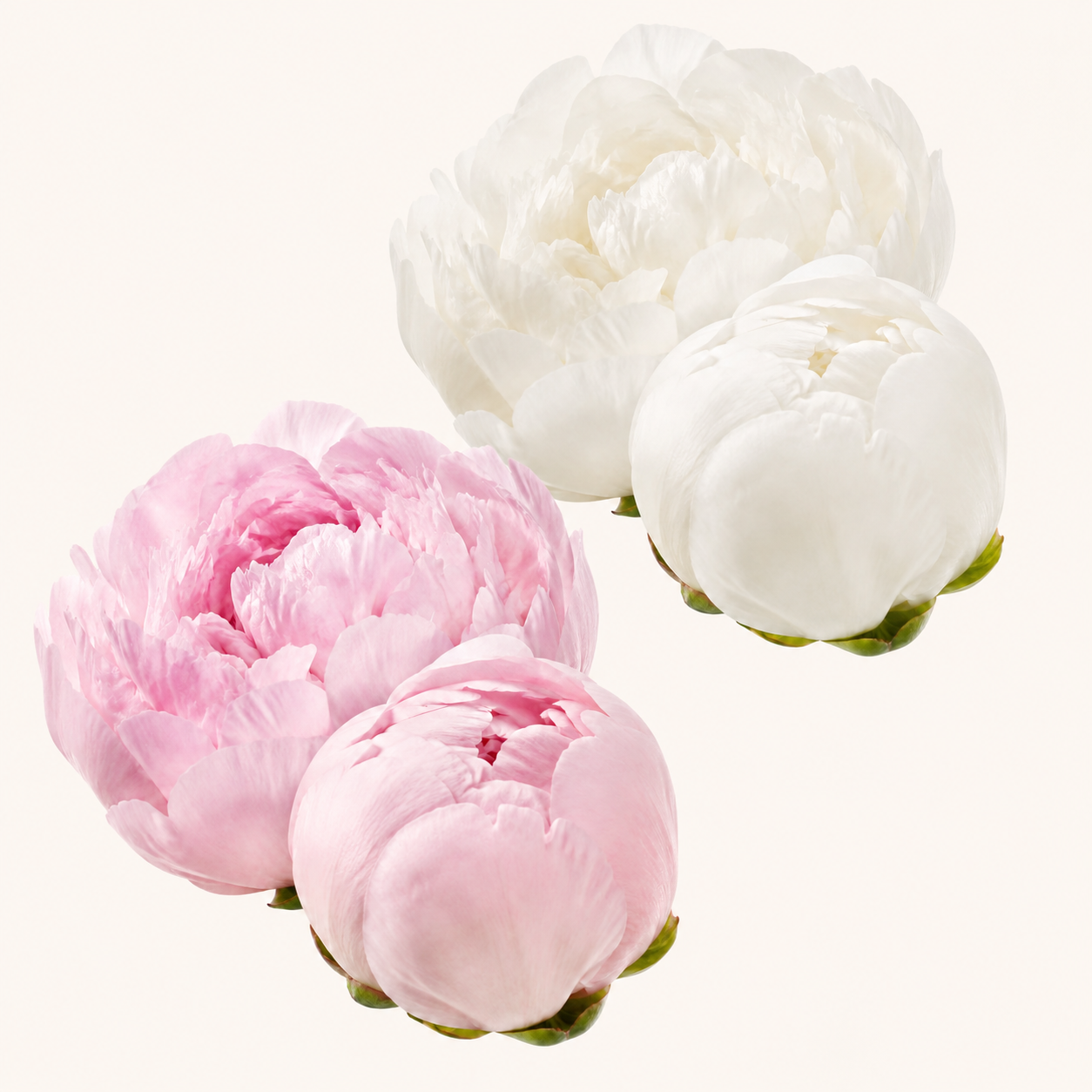 Peonia-colores.png