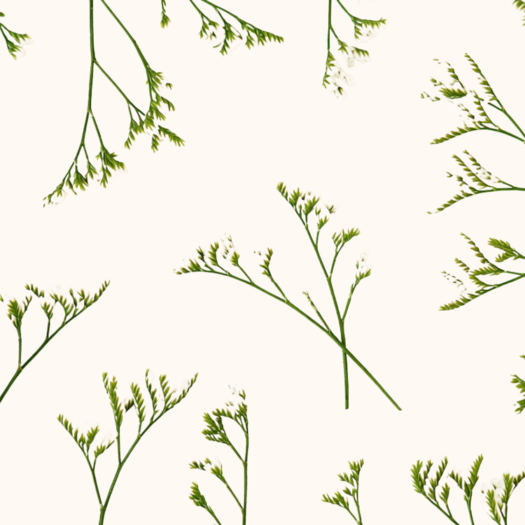 Limonium