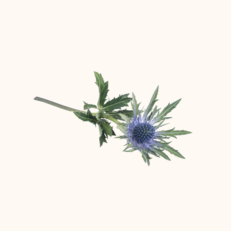 Eringium