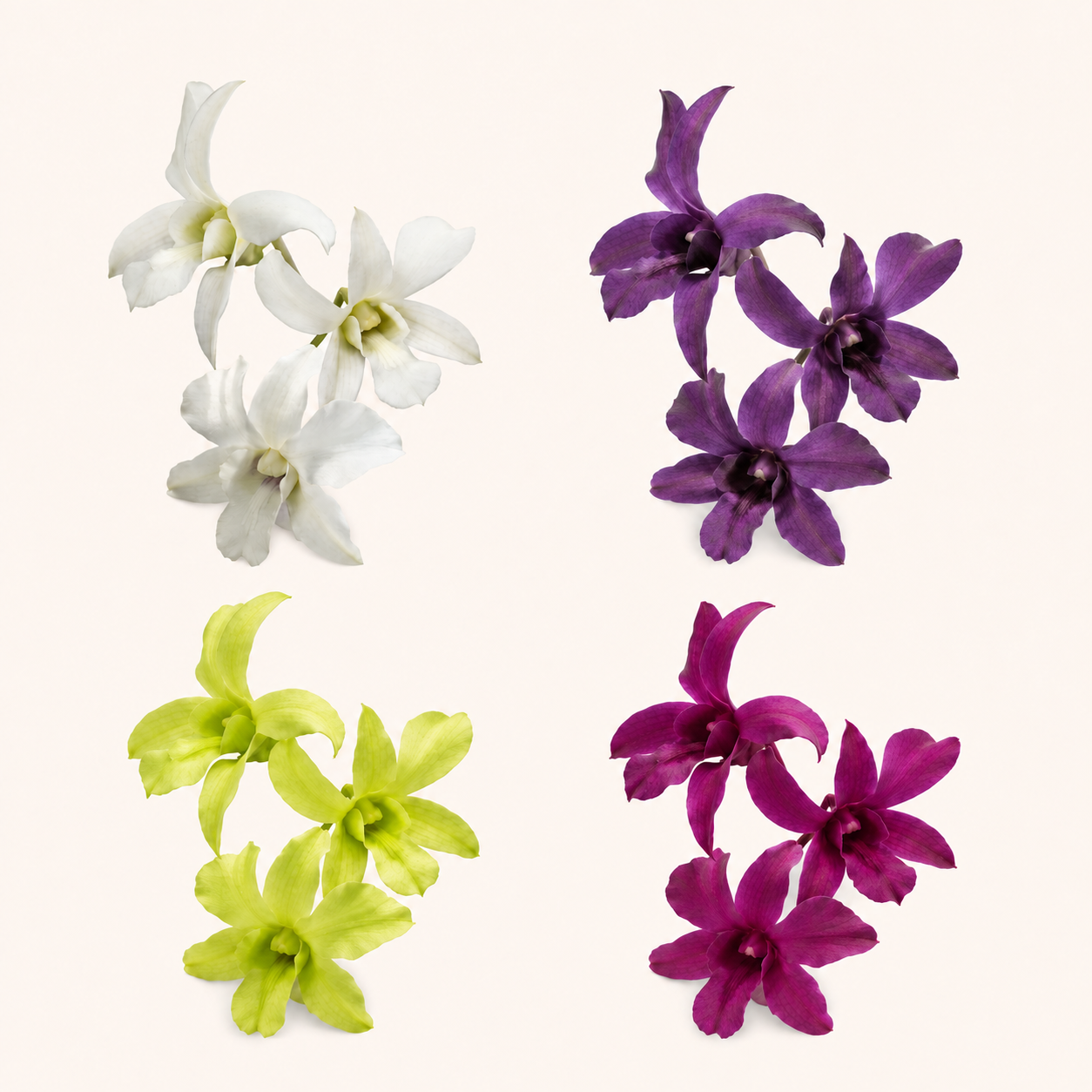 Orquidea dendrobium-colores.png