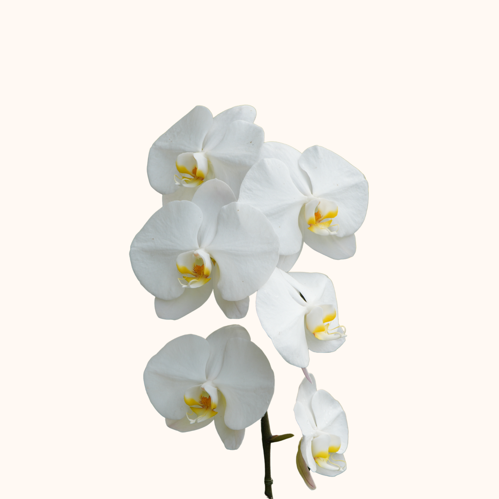 Orquidea phalaenopsis.png