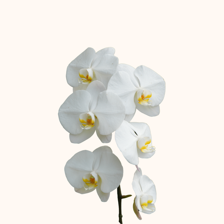 Orquídea phalaenopsis