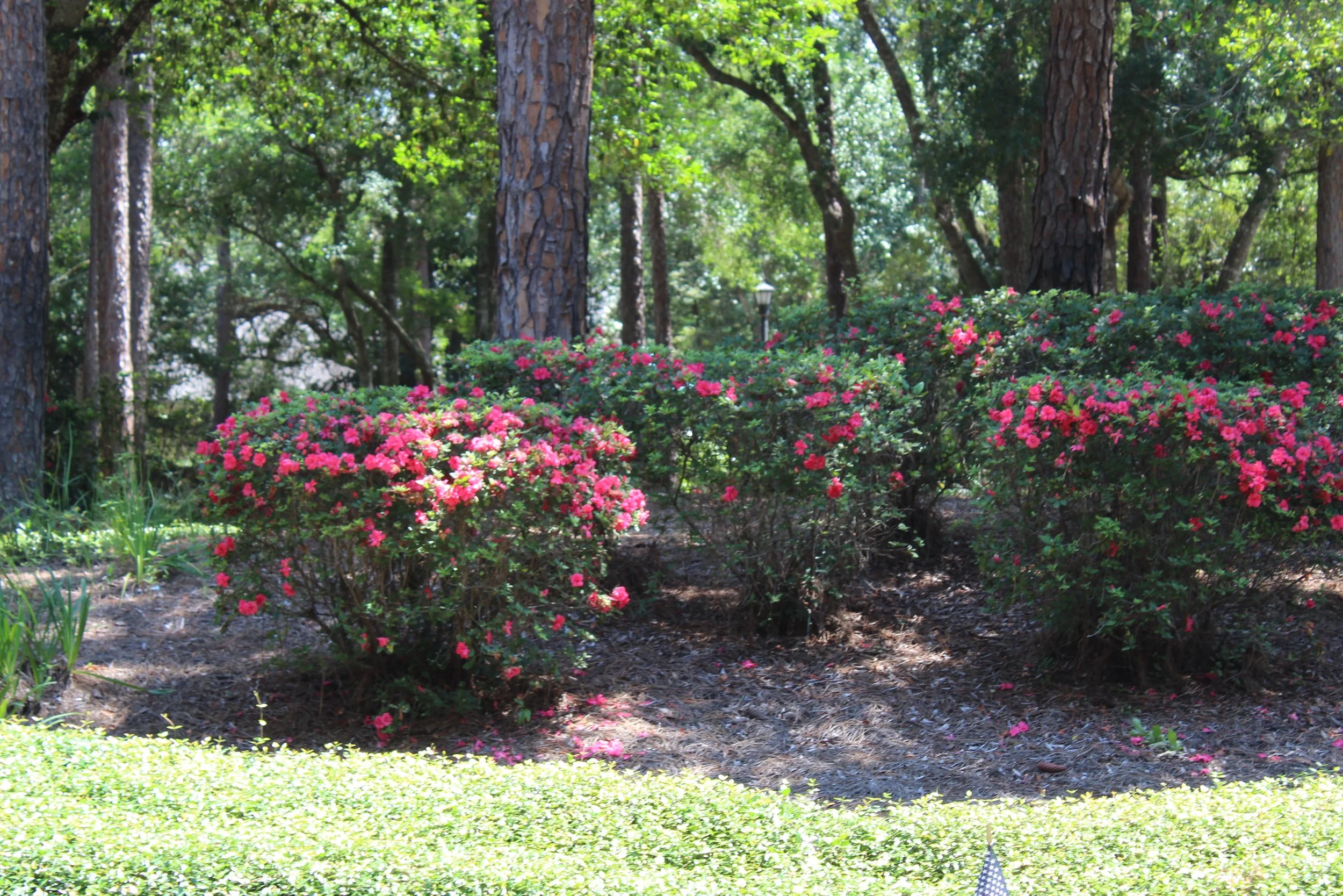 A garden scene with pink azalea bushes in full bloom, surrounded by tall trees with rough, textured bark and lush green foliage. A small vintage-style lamp post is visible among the trees, and sunlight filters through the leaves, creating a peaceful 