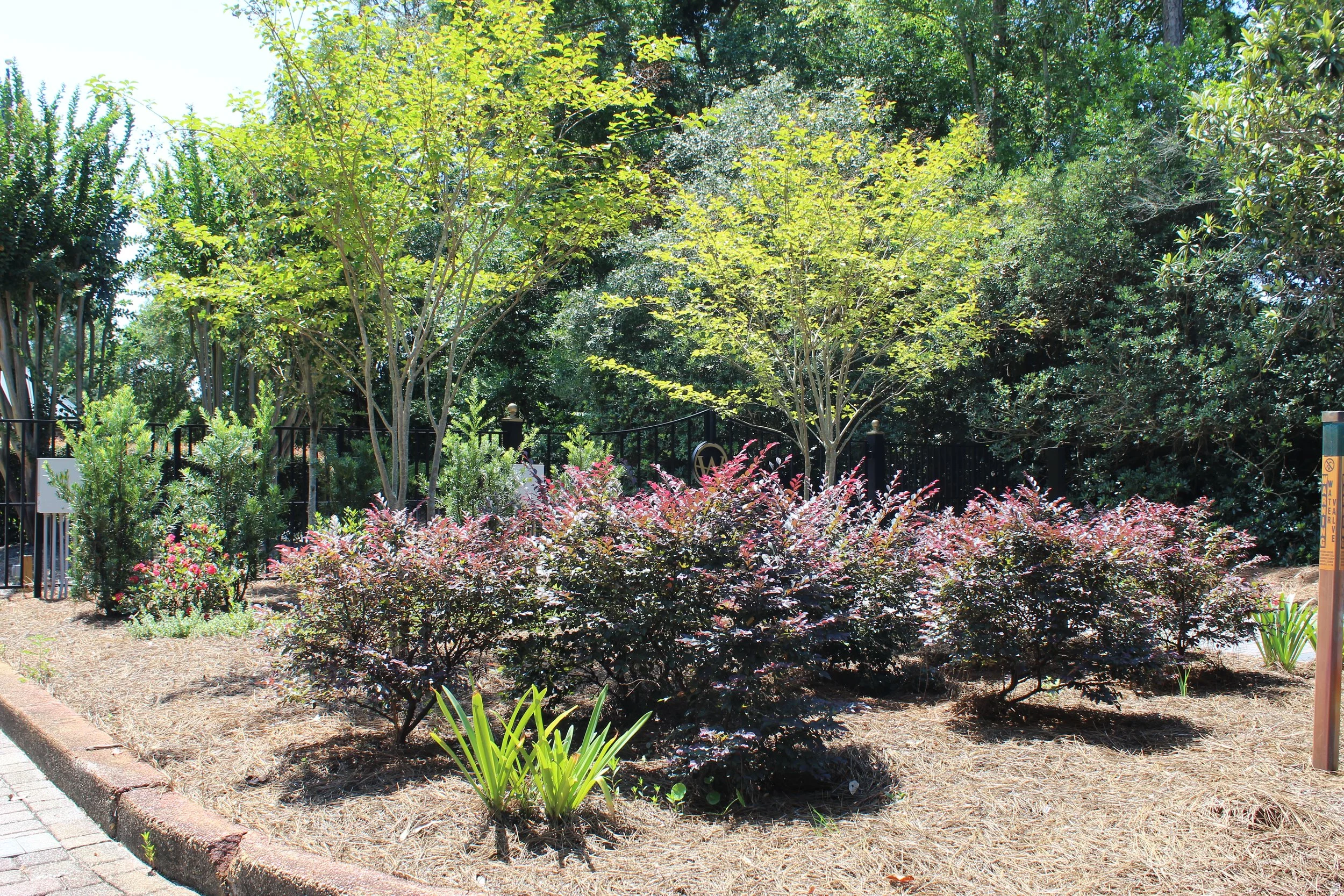 A garden with a variety of green and purple foliage plants, surrounded by mulch and a brick border, with a black metal fence in the background and lush trees overhead.