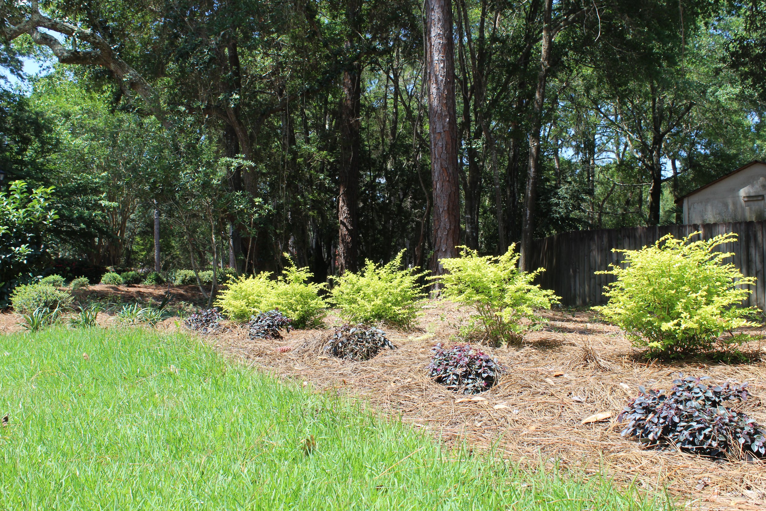 A backyard scene with a grassy lawn, small plants, and a wooded area with tall trees and a wooden fence.
