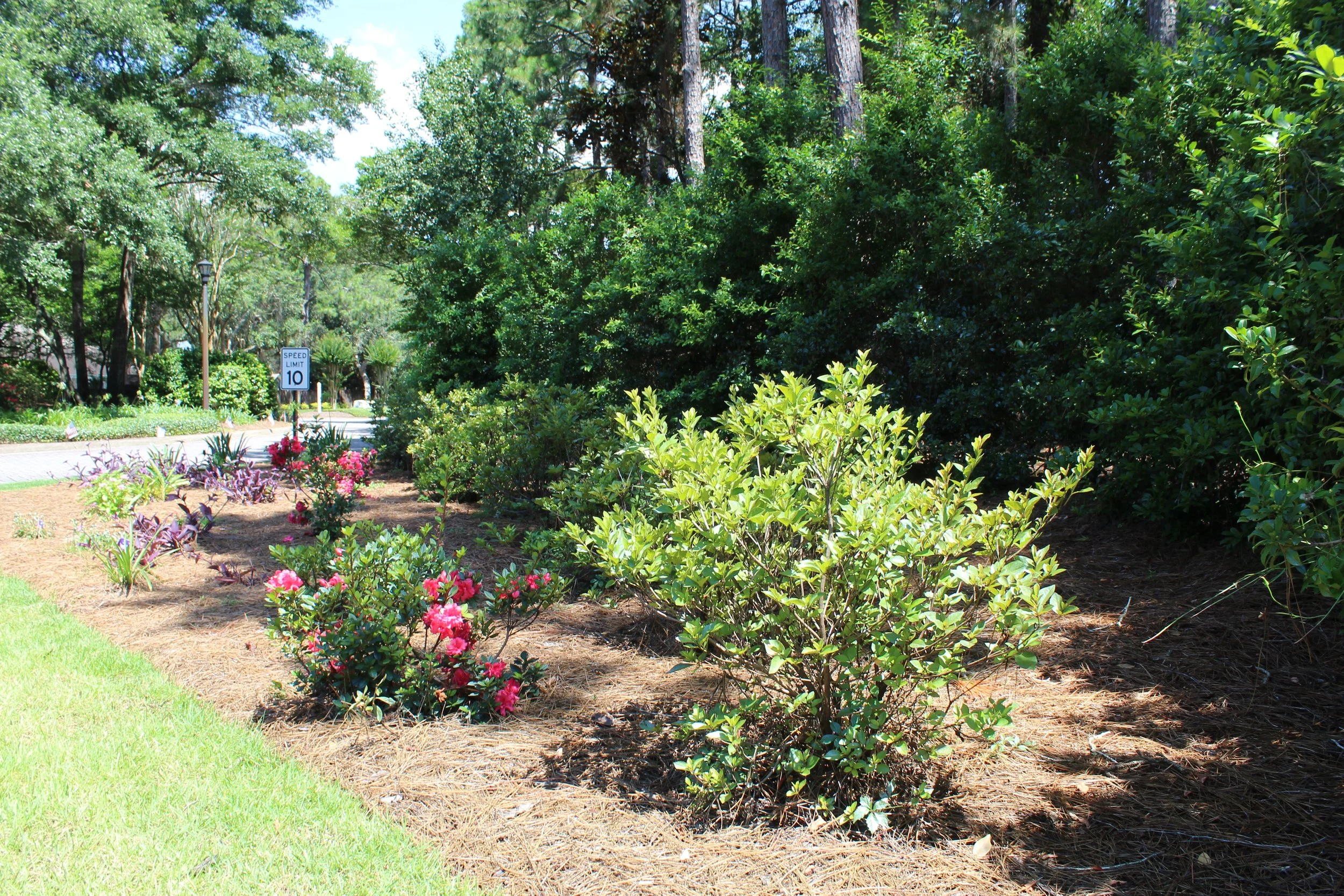 A landscaped area with flowering plants and shrubs, a lawn in the foreground, and a wooded area with tall trees in the background. There is a speed limit sign indicating 10 miles per hour along a paved pathway.