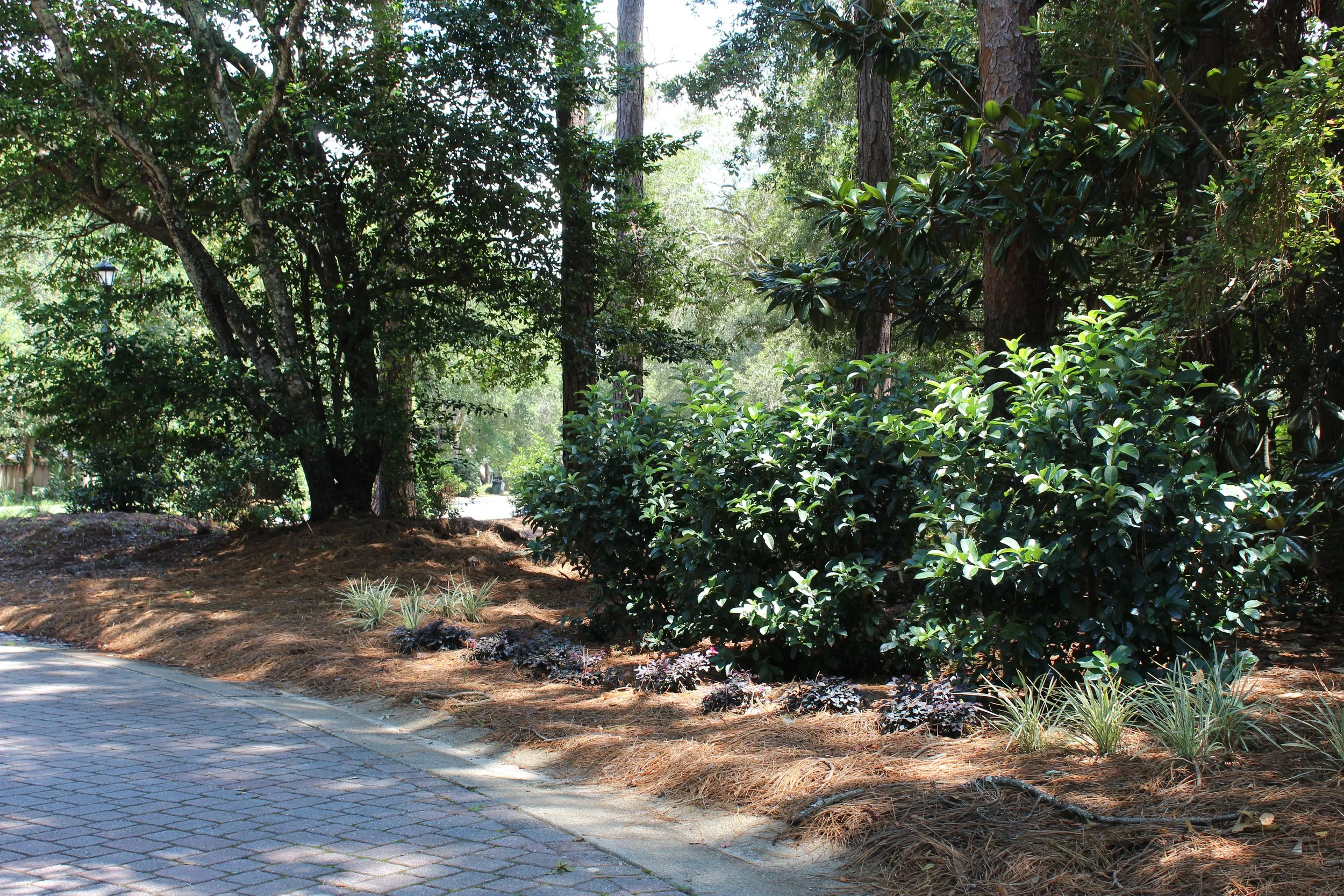 A sidewalk next to a landscaped area with green bushes, pine trees, and leafless plants, shaded by taller trees, in a park or yard.