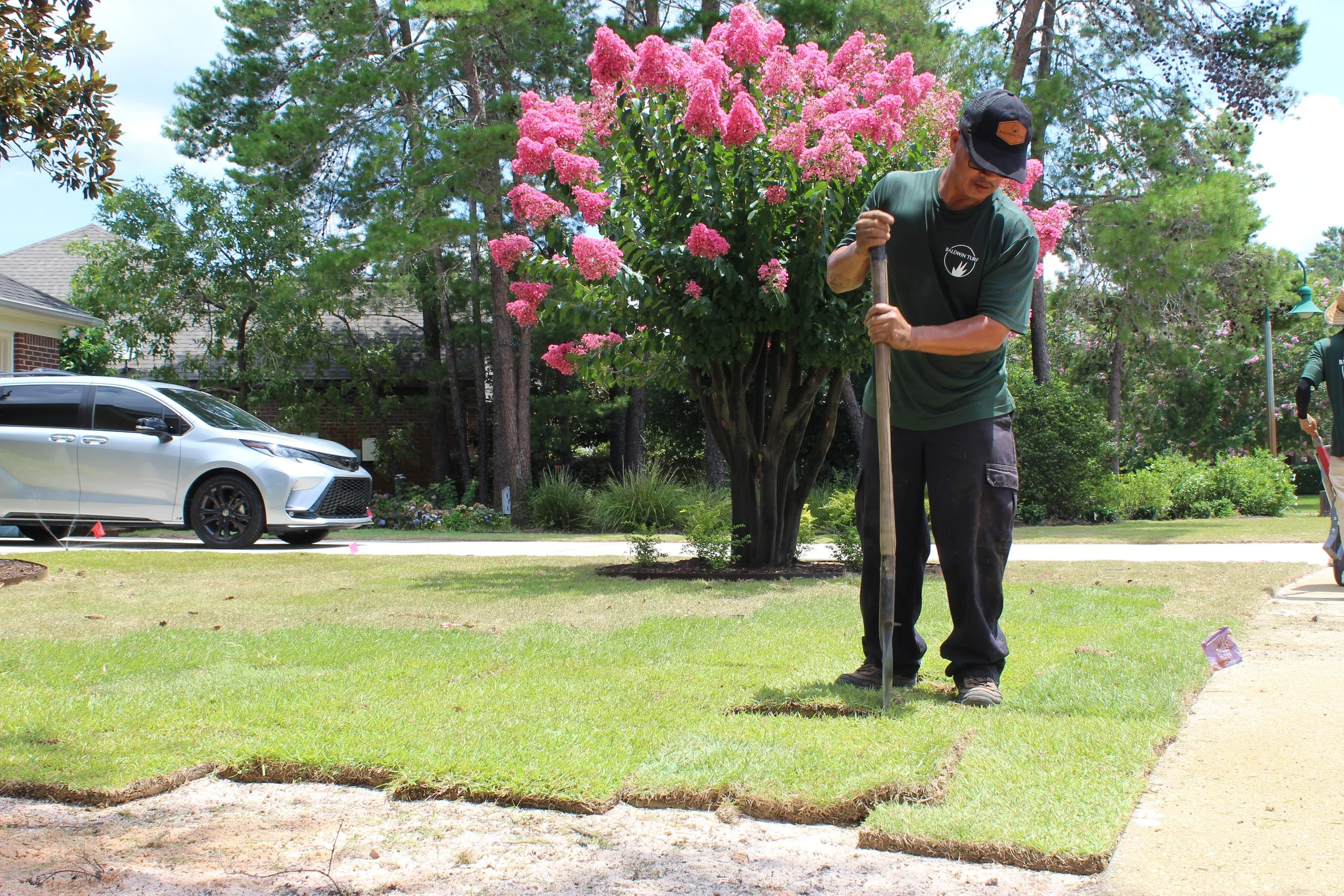 A man planting a small tree in a residential yard next to a large blooming shrub with pink flowers. There is a white car parked on the street and houses in the background.
