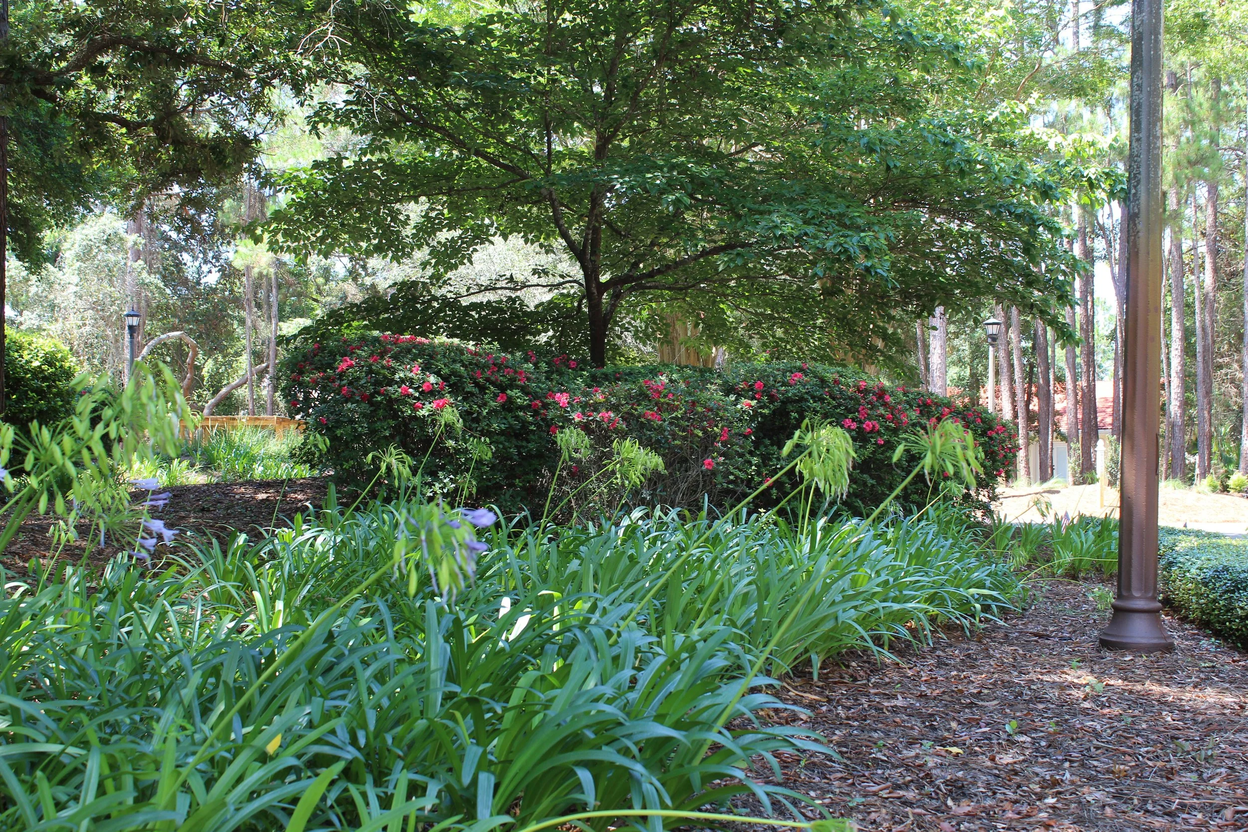 A lush garden with a variety of green plants and bushes, pink flowering bushes, tall trees, and a lamppost.