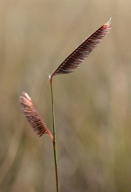 Close-up of a single tall grass stem with two seed heads, one at the top and one lower down, against a blurred natural background.