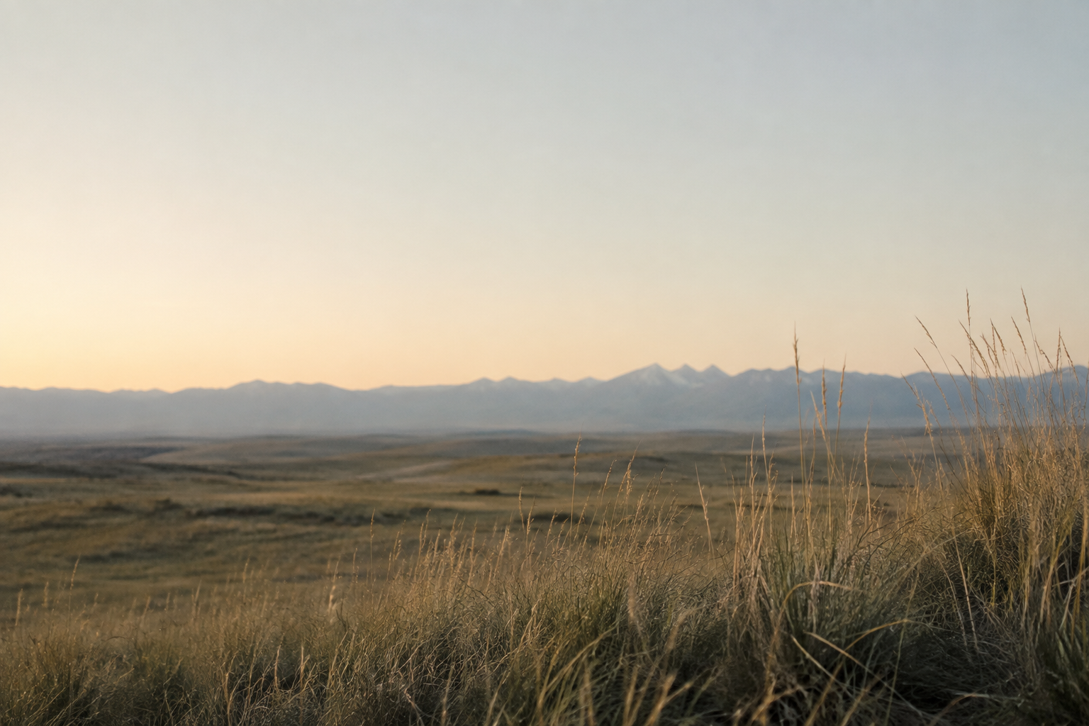 Wide view of a desert landscape with tall dry grasses in the foreground and mountains in the distance under a clear sky.