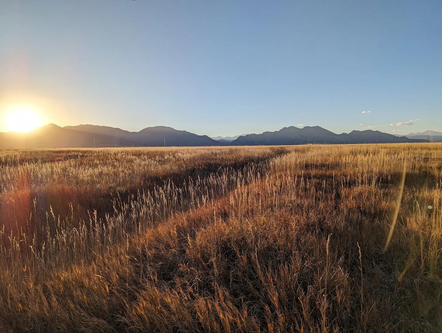 A vast field of tall, golden grass with mountains in the background under a clear blue sky, illuminated by the setting or rising sun.