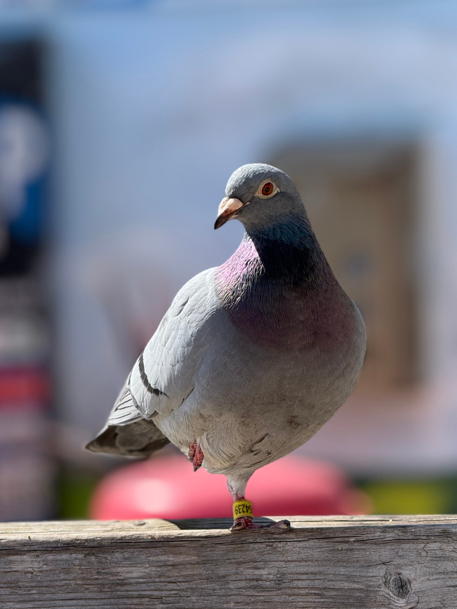 Feathered Friend.png