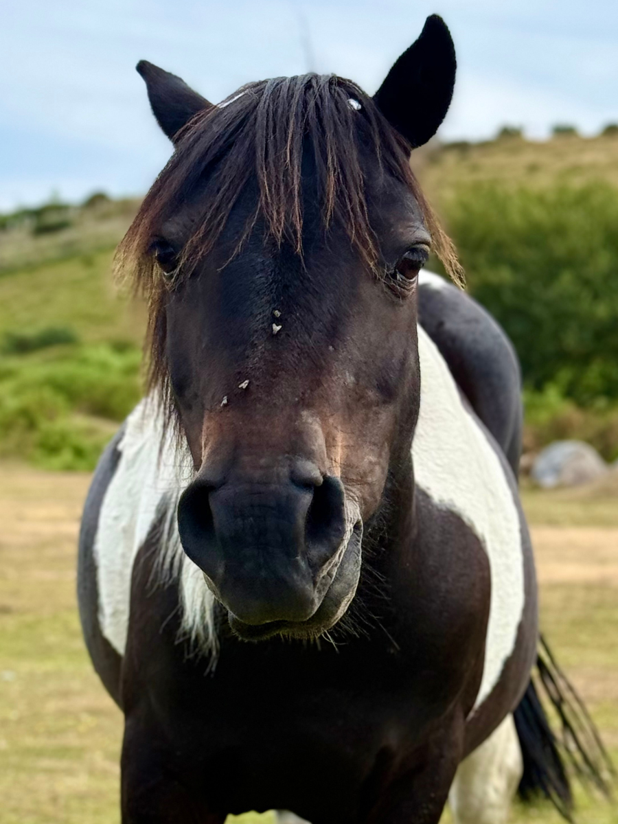 Dartmoor Pony
