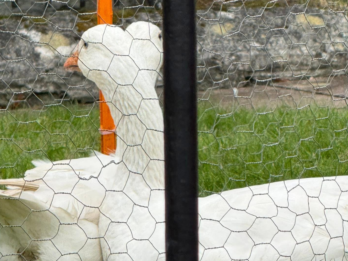 Tavistock Goose Fair