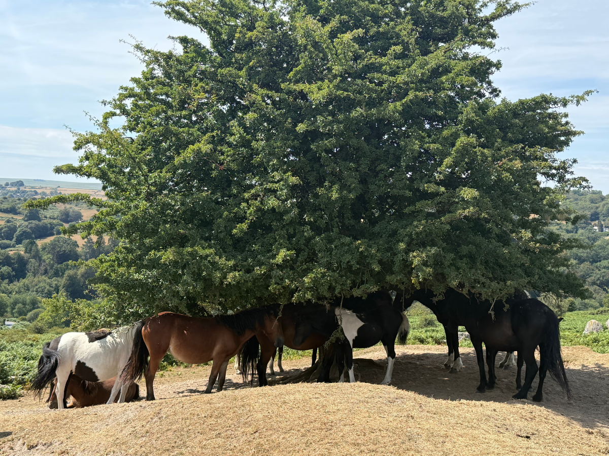 Dartmoor Ponies