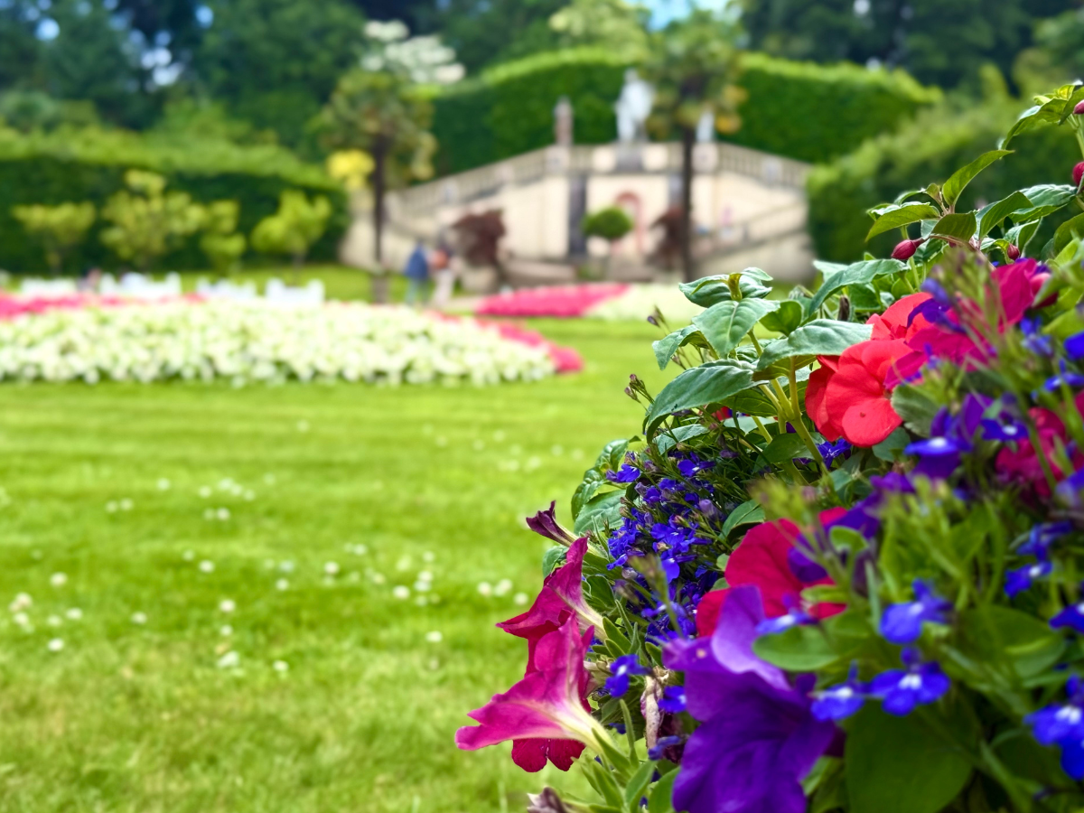 Mount Edgecumbe Flowers.png