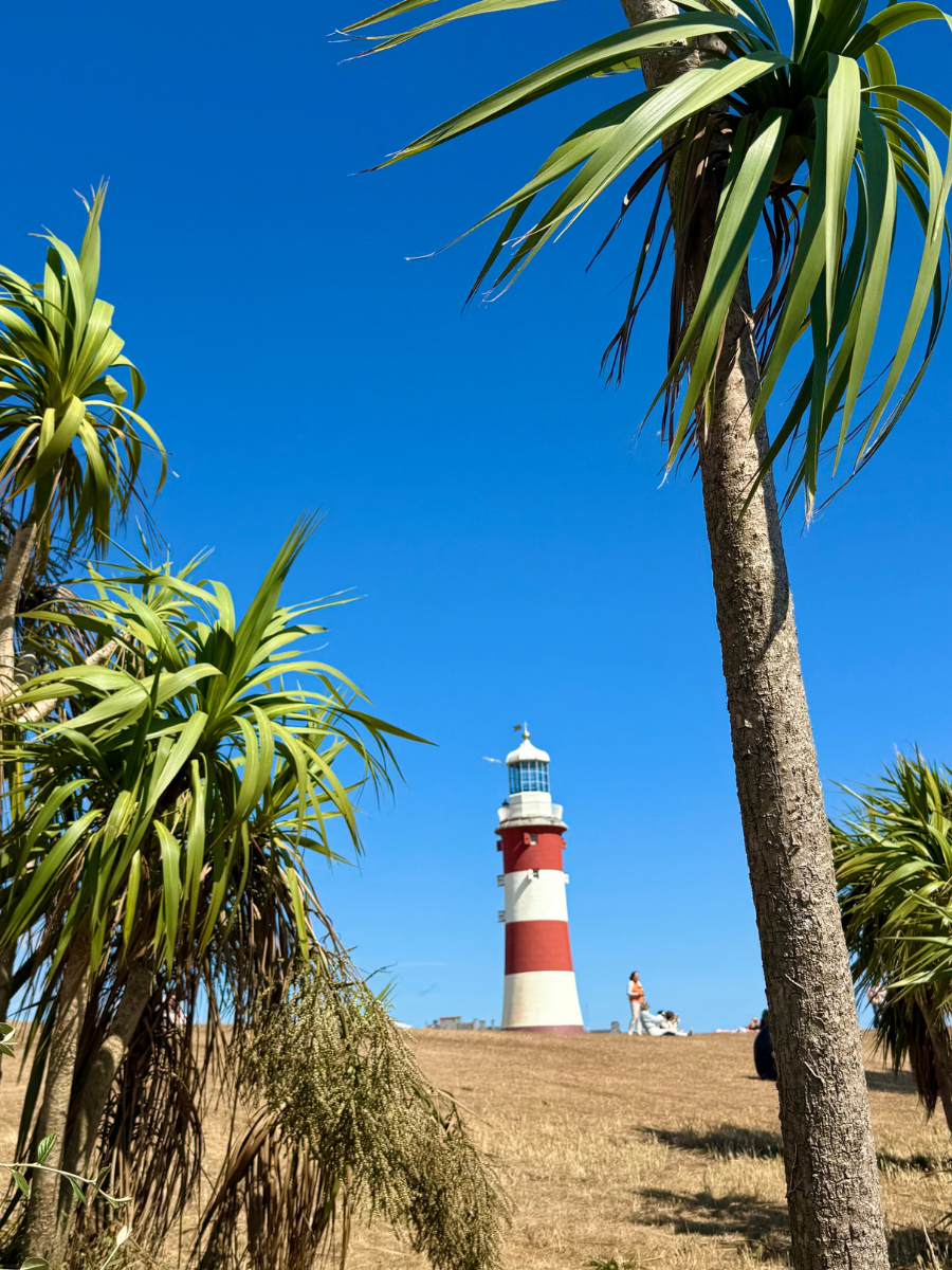 Plymouth Palms.png