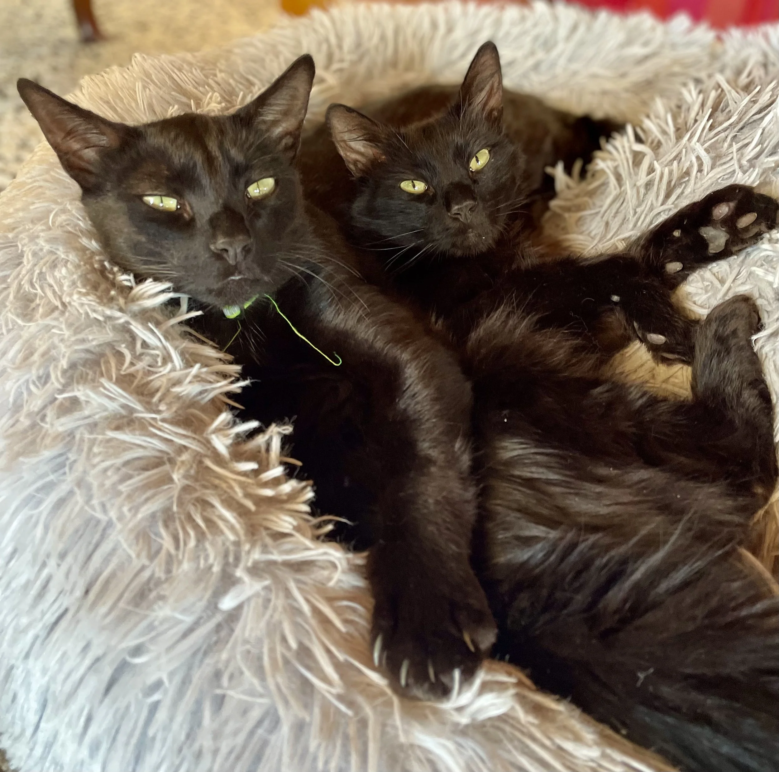 Two black cats lying close together on a soft, furry bed, with their green eyes open.
