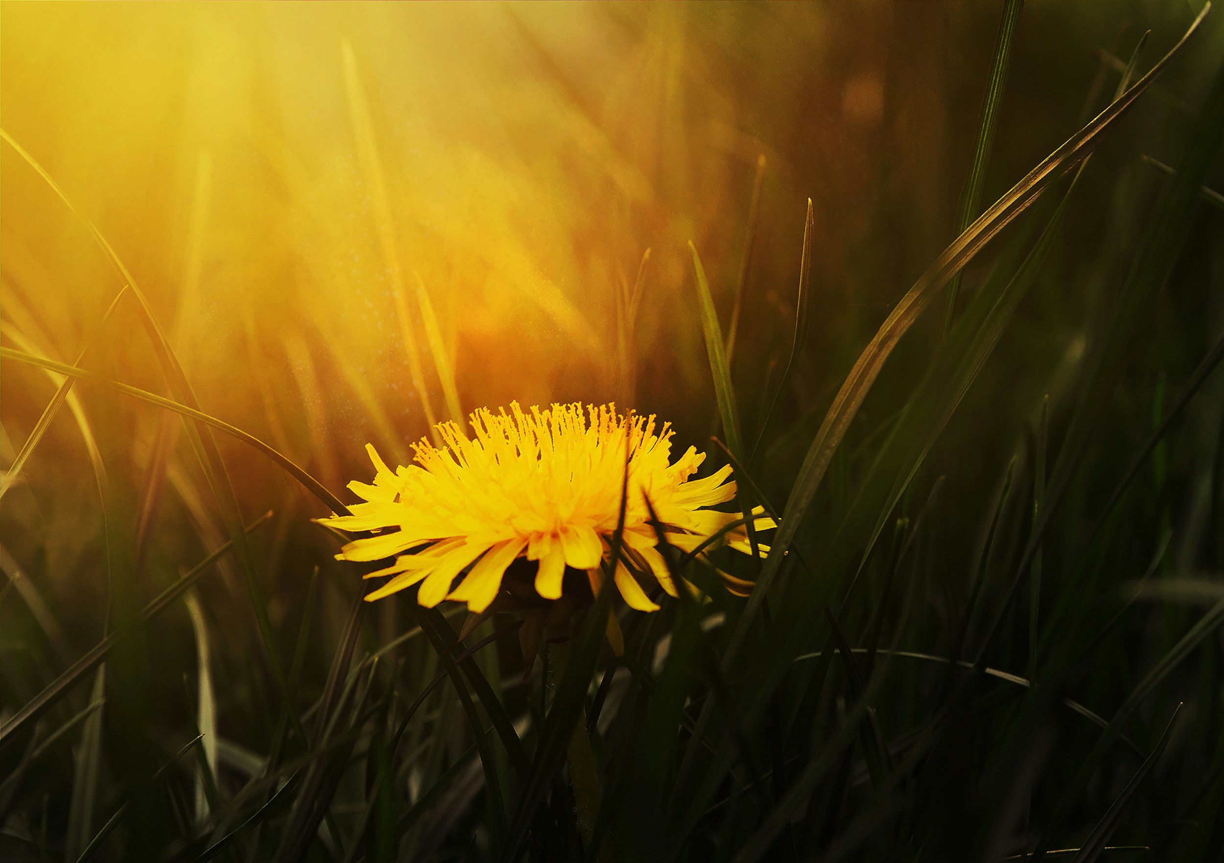 Close-up of a yellow dandelion flower surrounded by grass at sunset.