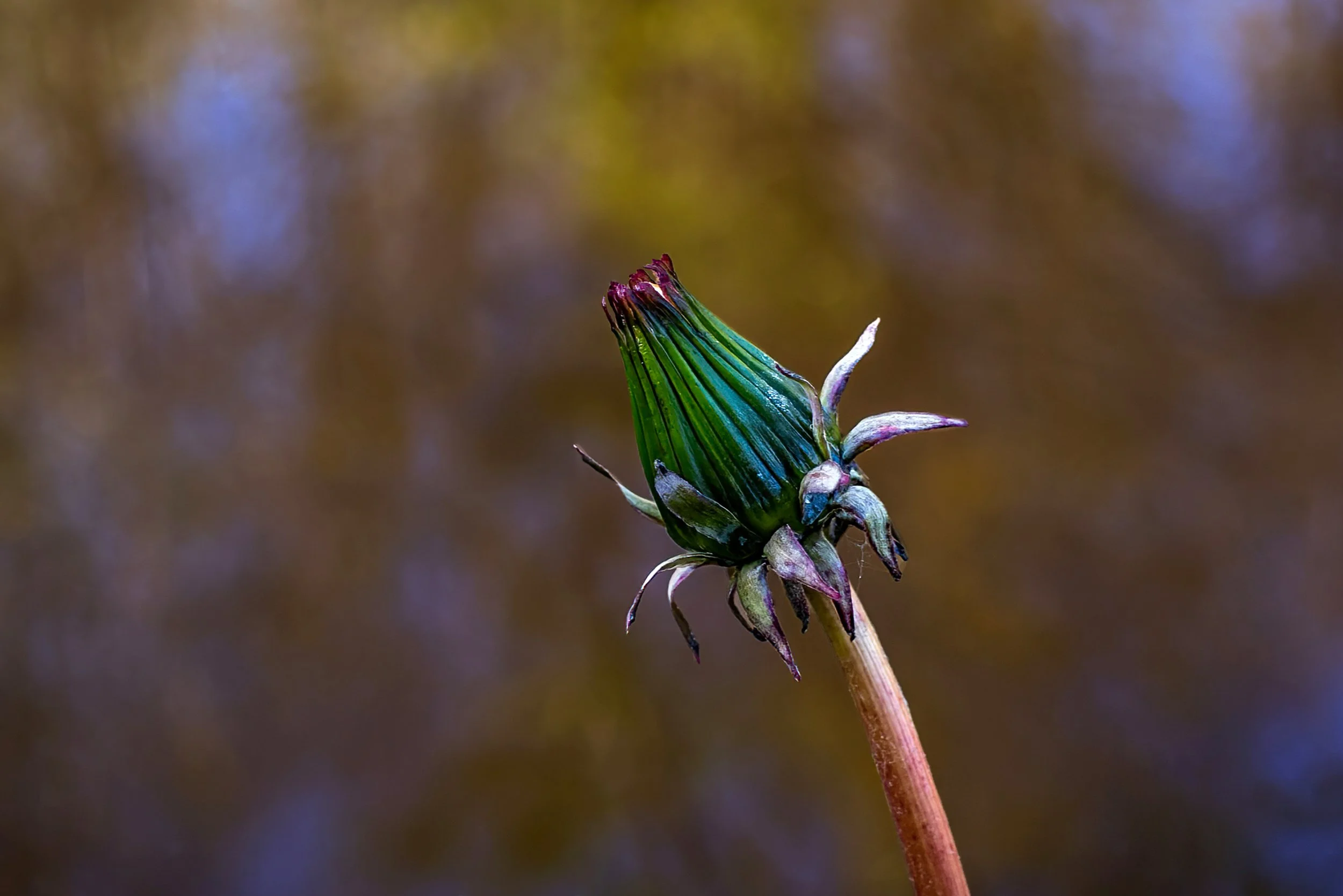 Close-up of a budding flower with a green and purple bud on a reddish-brown stem, blurred brown and purple background.