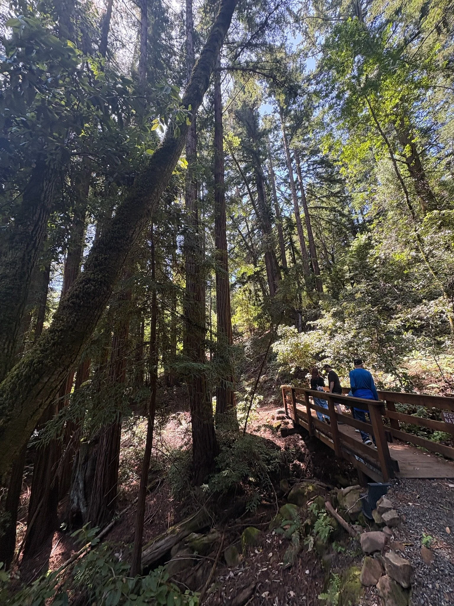 People standing on a wooden bridge in a forest with tall trees, dense foliage, and sunlight filtering through the leaves.