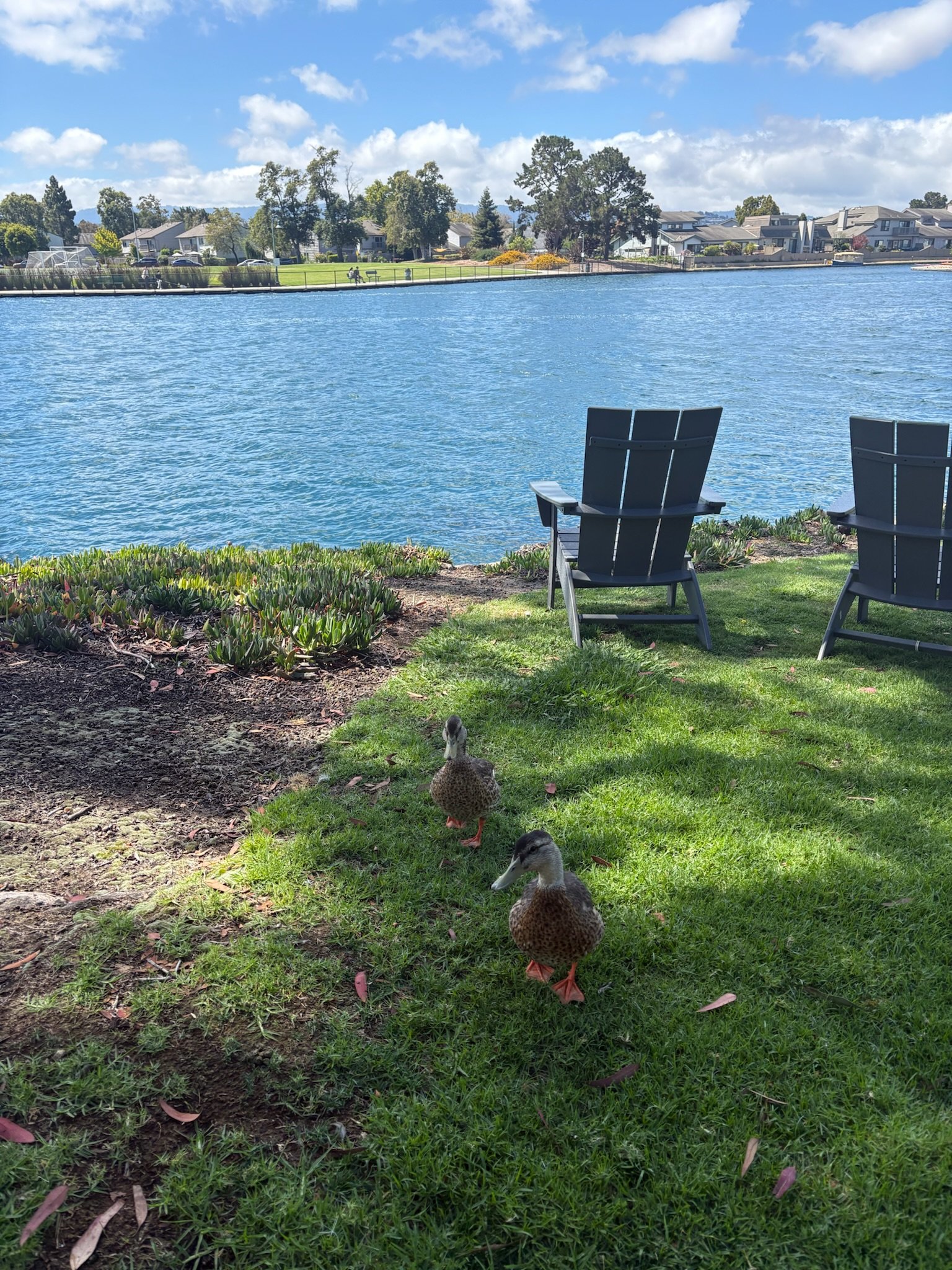 Three ducks walking on grass near water, with benches and houses in the background under a partly cloudy sky.