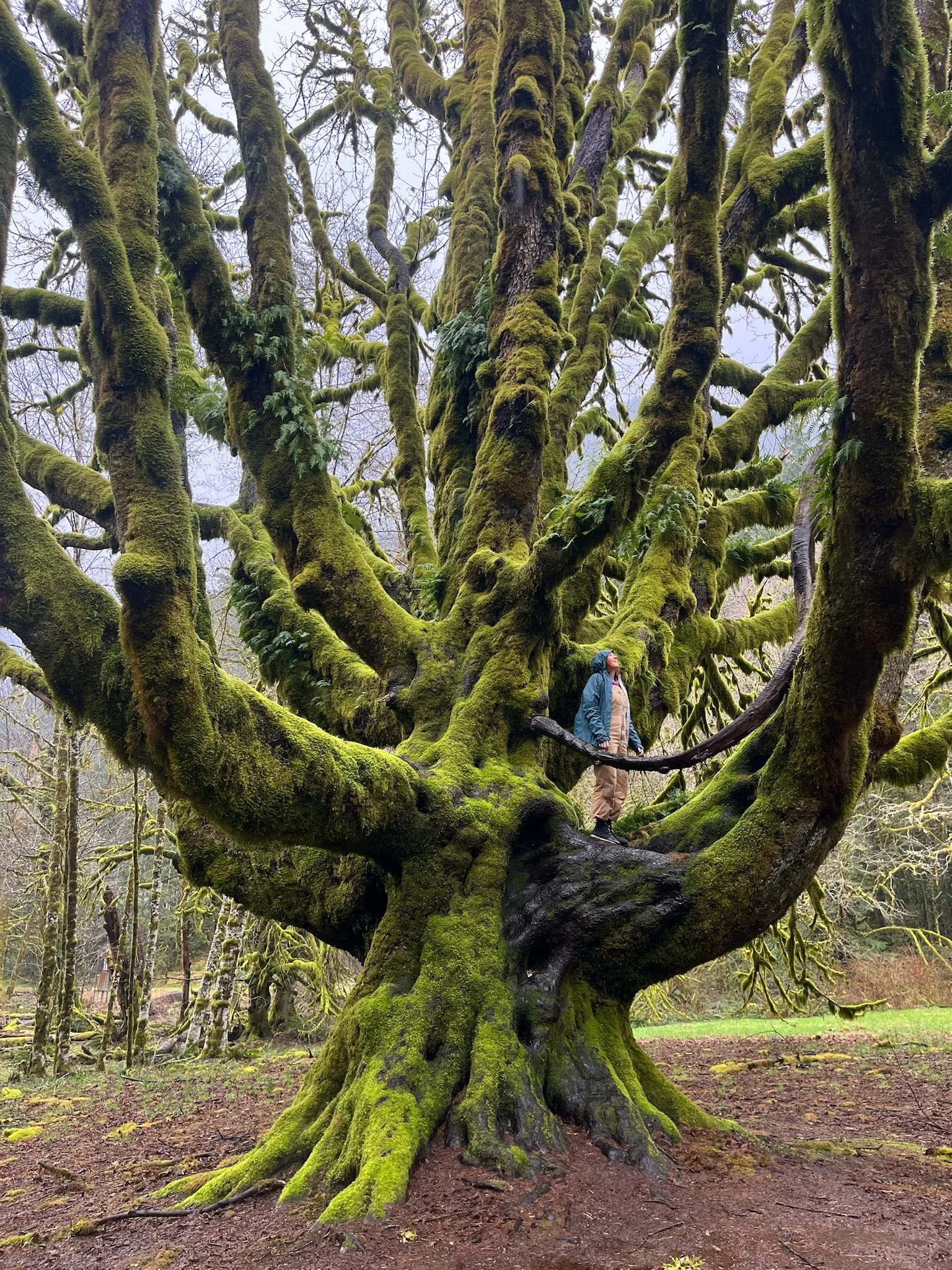 Kimberleigh Bechtolt, clinical CFT intern, standing on a large moss-covered tree branch in a forest, surrounded by moss-covered branches and trees.