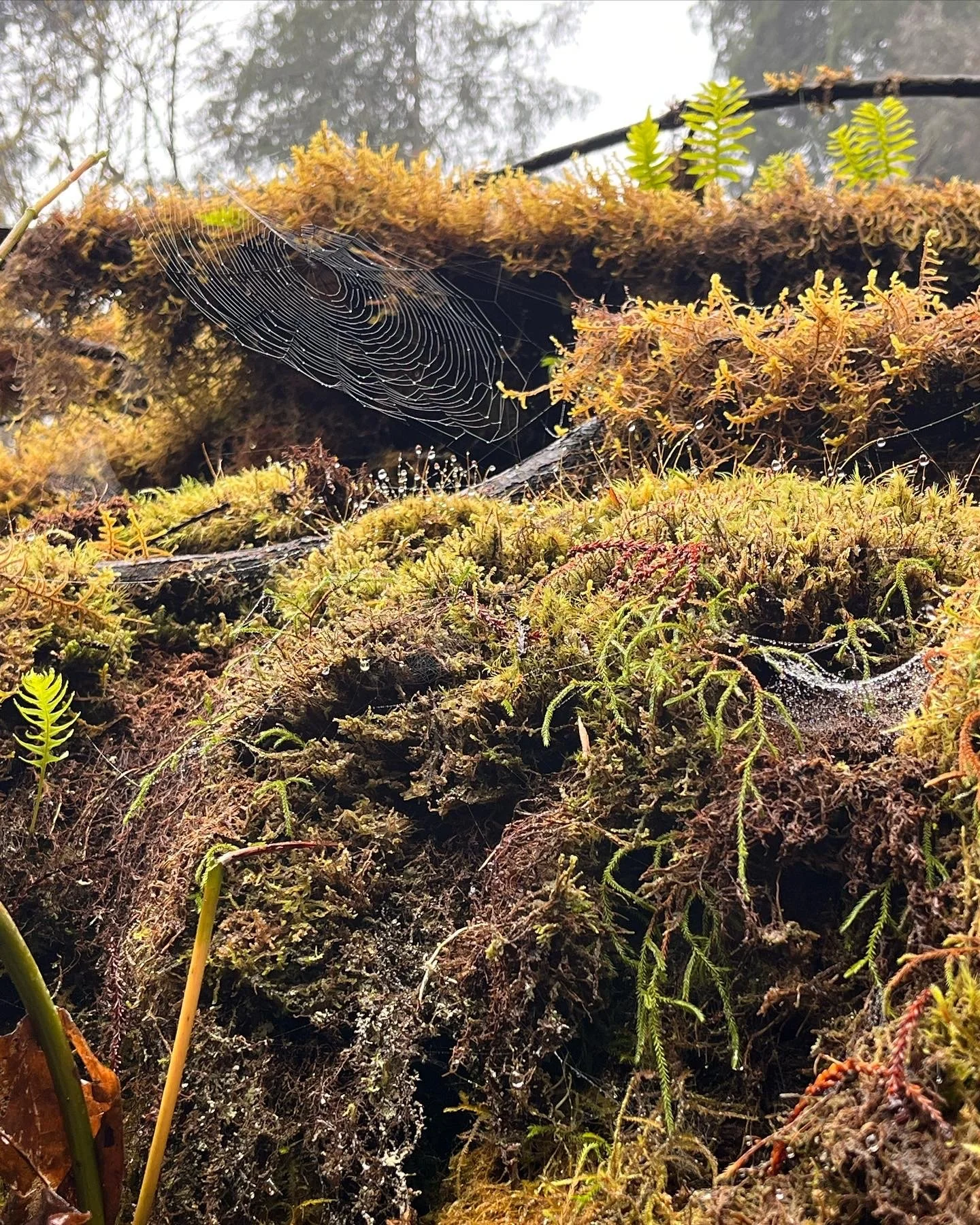 Close-up image of moss, ferns, and spider webs on a log or forest ground with foggy background. Taken by Kimberleigh Bechtolt, Nature based therapy in Seattle, WA.